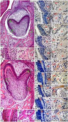 Regulators of Collagen Fibrillogenesis during Molar Development in the Mouse